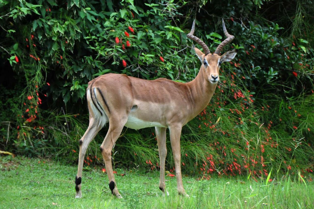 Kruger Park Lodge Unit No. 524 Hazyview Eksteriør bilde